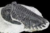 Bargain, Hollardops Trilobite - Visible Eye Facets #105975-4